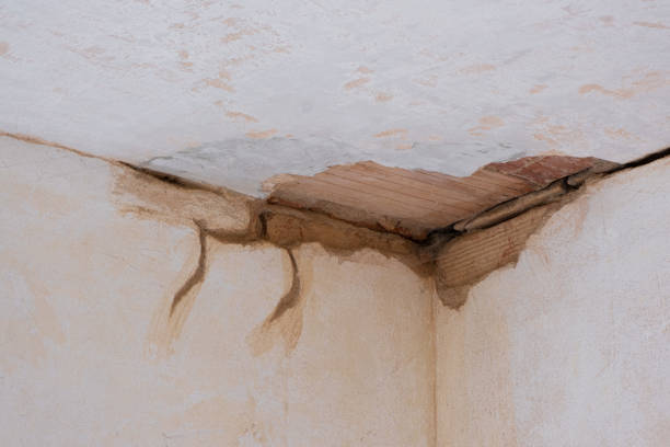 Best Basement water damage restoration  in Columbus, NM